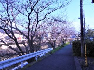 竜田川のサクラ　開花状況