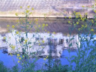 竜田川散策　開花逆戻りか