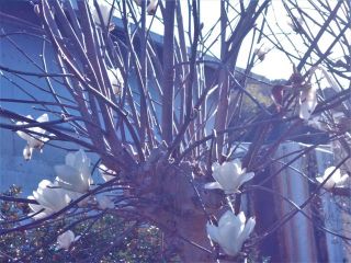 竜田川散策　木蓮3題