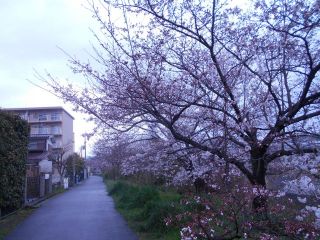 竜田川　桜だより