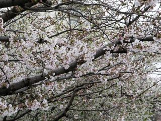 近所の桜だより　暇～人