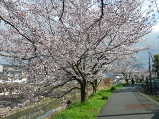 竜田川　さくら便り　