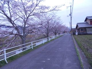 竜田川　さくら便り