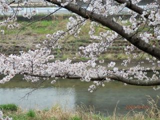 竜田川のサクラ便り