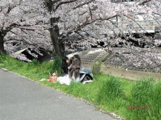 竜田川のサクラ　満開