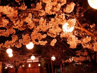 花見に行けないので夜桜でも･･･　暇～人