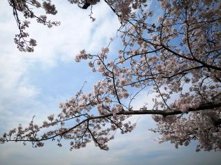 近所をぶらり散歩　暇～人