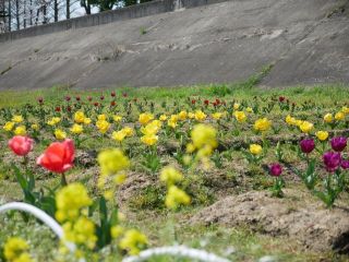 近所をぶらり散歩　暇～人