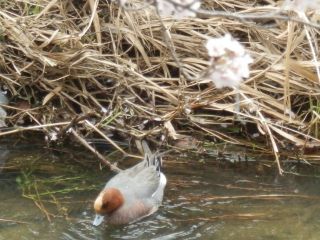 竜田川　サクラ便り