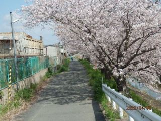 竜田川　さくら便り