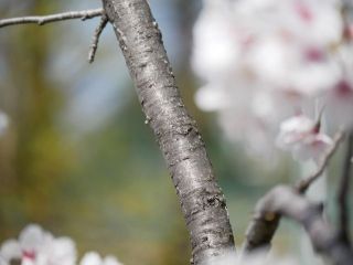 事件は現場で起きている。幹の写真を撮ってきました　暇～人