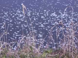 竜田川　さくら便り