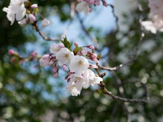 近所をぶらり散歩　暇～人