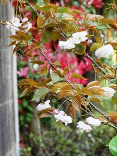 近所をぶらり散歩　暇～人