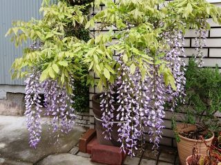 近所のお家の藤の花が綺麗に咲いています　暇～人