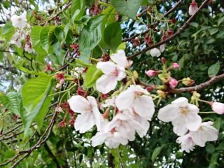 近所をぶらり散歩　暇～人