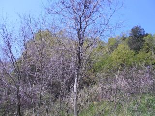 生駒山麓山歩き