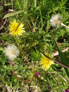 近所をぶらり散歩　暇～人