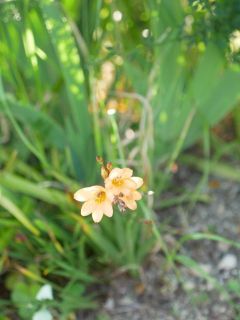 近所をぶらり散歩　暇～人