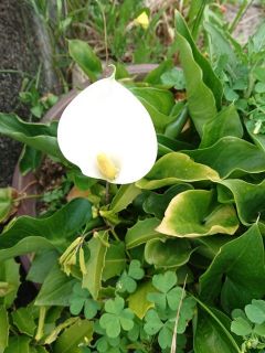 近所をぶらり散歩　暇～人