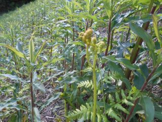 生駒山麓　五月晴れ