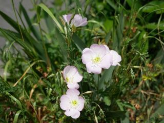 近所をぶらり散歩　暇～人