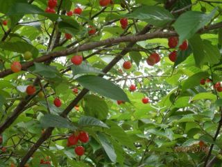 竜田川散策　サクランボと福ニィ