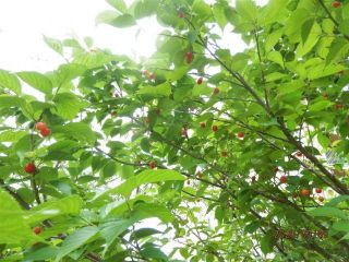 サクランボ狩り　竜田川堤