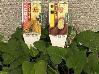 豊中の百姓