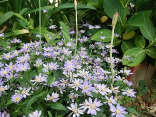 生駒　花だより