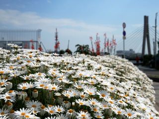 近所をぶらり散歩　暇～人