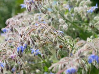 近所をぶらり散歩　暇～人