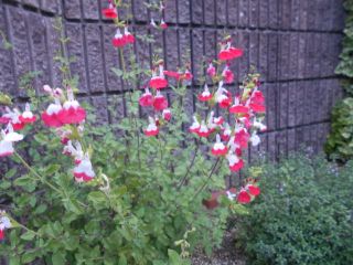 生駒　花だより