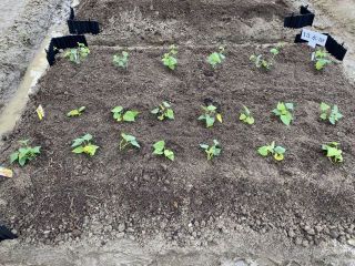 ズボラ百姓日記5月18日