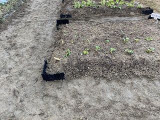 ズボラ百姓日記5月20日