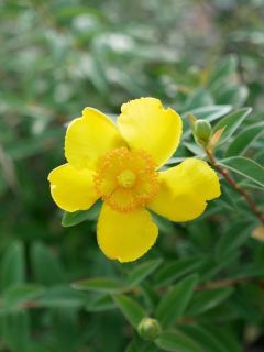 近所をぶらり散歩　暇～人