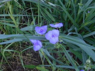 生駒　花だより