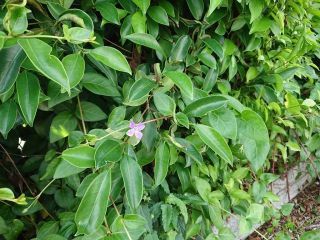 紫の花が一輪咲いている木を再撮影　暇～人