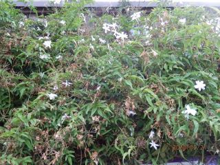 生駒　花だより