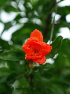 近所をぶらり散歩　暇～人