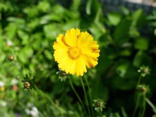 近所をぶらり散歩　暇～人