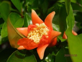 生駒　花だより