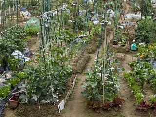 ズボラ百姓日記5月24日