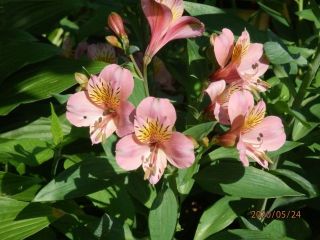 生駒　花だより