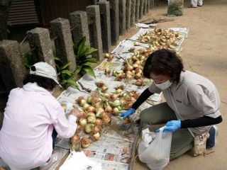玉葱のお裾分け　暇～人