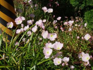 生駒　花だより