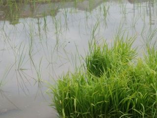 生駒　花だより