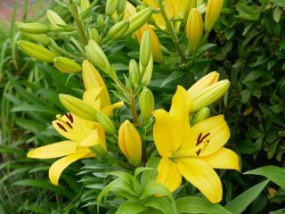 近所をぶらり散歩　暇～人