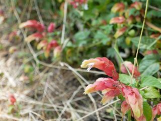 近所をぶらり散歩　暇～人