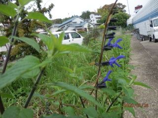 生駒　花だより